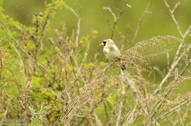 Chardonneret de l'Himalayaadulte nuptial, portrait