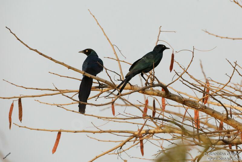 Long-tailed Glossy Starlingadult