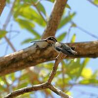 Colibri corinne