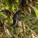 Colibri de Jardine