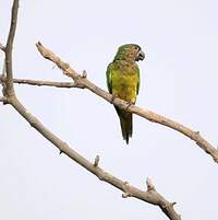 Conure de Weddell