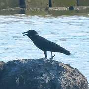 Torresian Crow