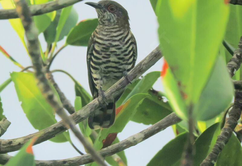 Little Bronze Cuckoo male adult