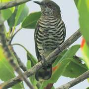 Little Bronze Cuckoo