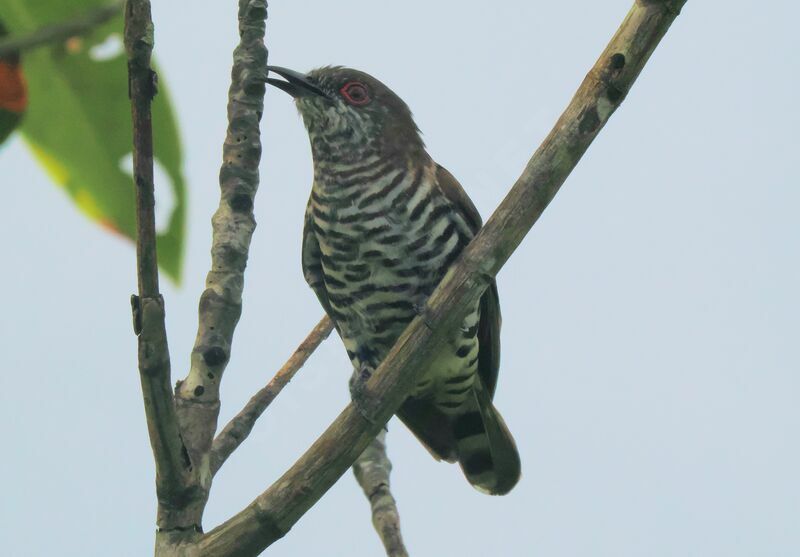 Little Bronze Cuckoo male adult, song