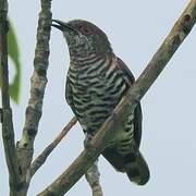 Little Bronze Cuckoo