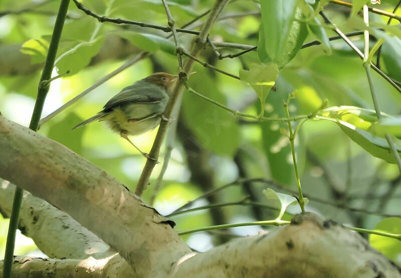 Ashy Tailorbird male adult