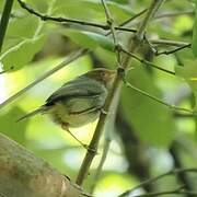 Ashy Tailorbird