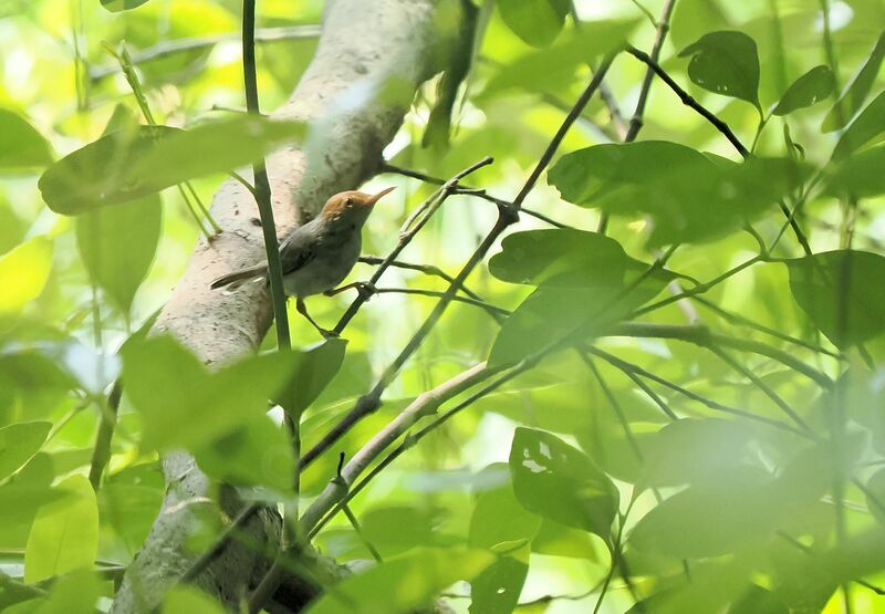 Ashy Tailorbird male adult