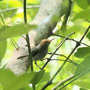 Ashy Tailorbird