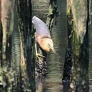 Javan Pond Heron