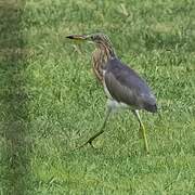 Javan Pond Heron