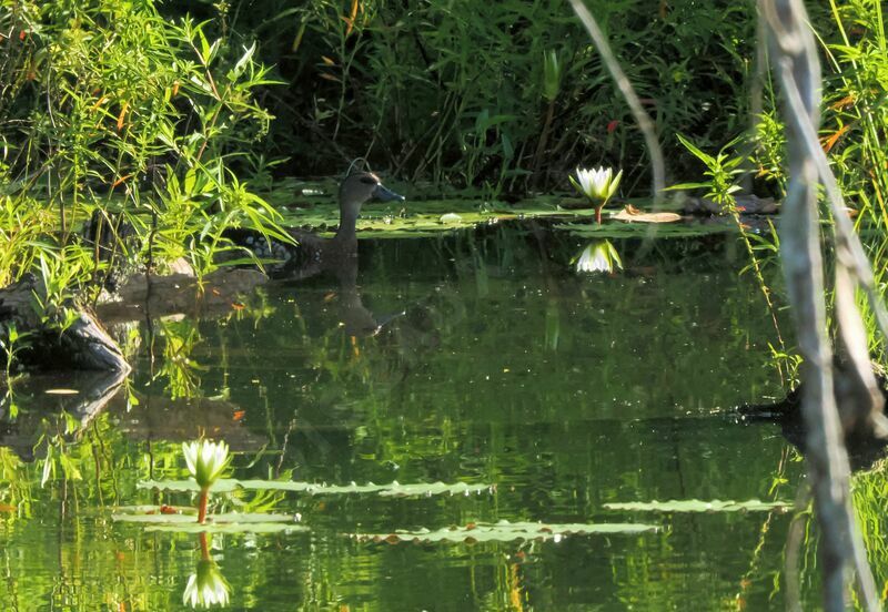 Spotted Whistling Duckadult, swimming