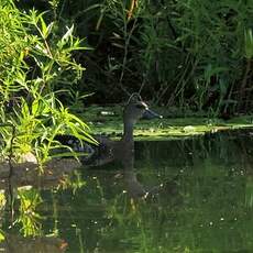 Dendrocygne tacheté