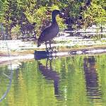 Dendrocygne tacheté