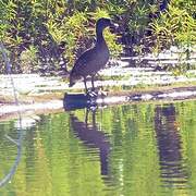 Spotted Whistling Duck