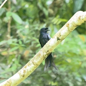 Drongo du Sri Lanka