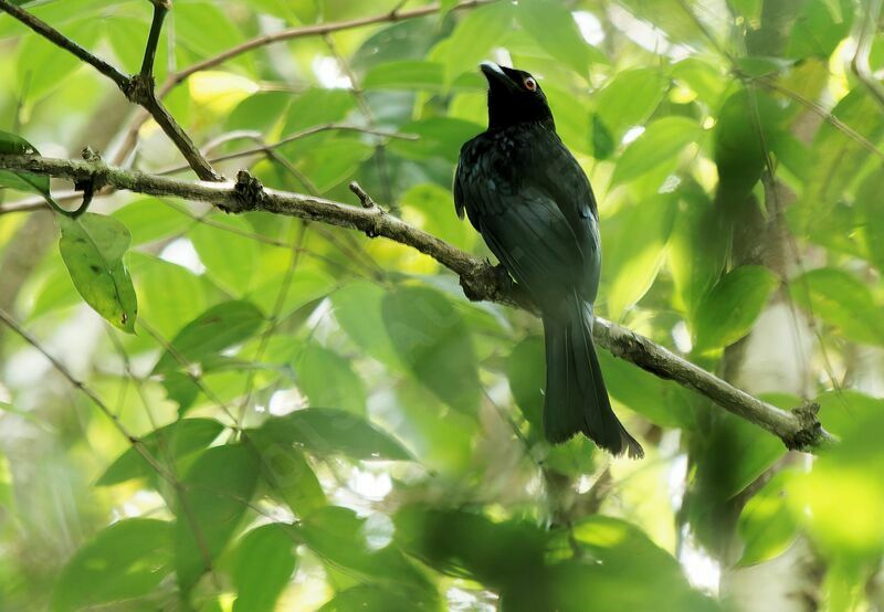 Spangled Drongo male adult