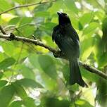 Drongo pailleté