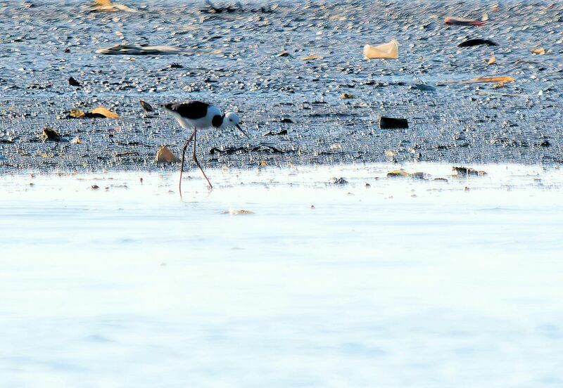 Pied Stiltadult, walking