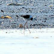 Pied Stilt