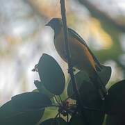 Golden Cuckooshrike