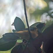 Golden Cuckooshrike