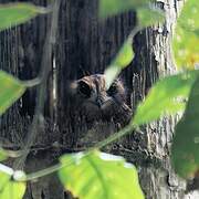 Wallace's Owlet-nightjar