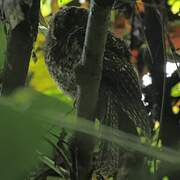 Mountain Owlet-nightjar