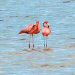 Flamant des Caraïbes