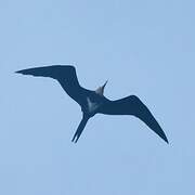 Lesser Frigatebird