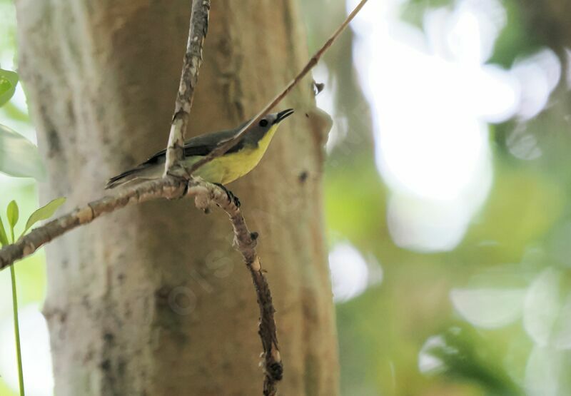 Golden-bellied Gerygone male adult, song