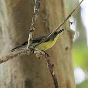 Golden-bellied Gerygone