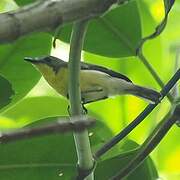 Golden-bellied Gerygone