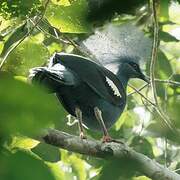 Western Crowned Pigeon