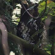 Feline Owlet-nightjar