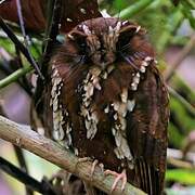 Feline Owlet-nightjar