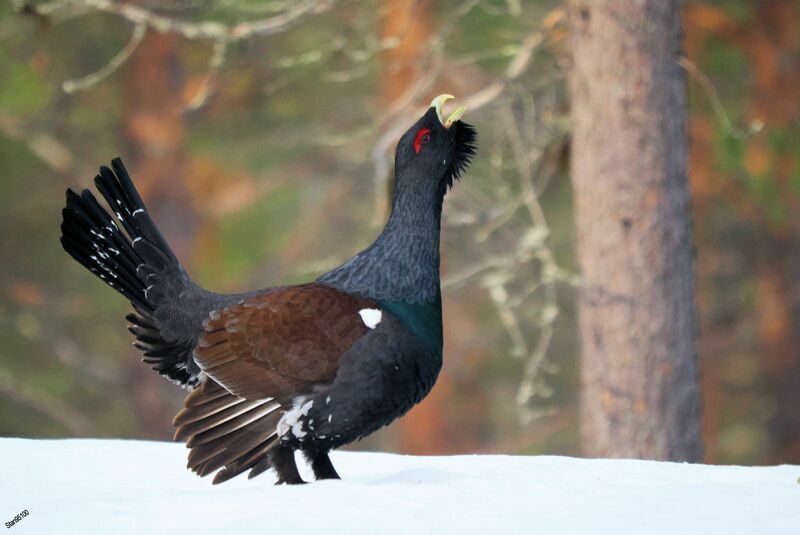 Western Capercaillie male adult, courting display, song