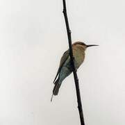 Rainbow Bee-eater