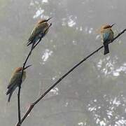 Rainbow Bee-eater