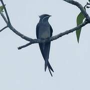 Moustached Treeswift