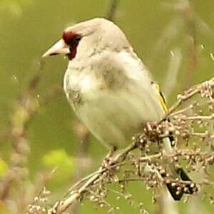 Chardonneret de l'Himalaya