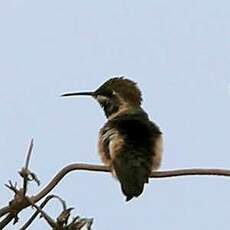 Colibri à queue courte