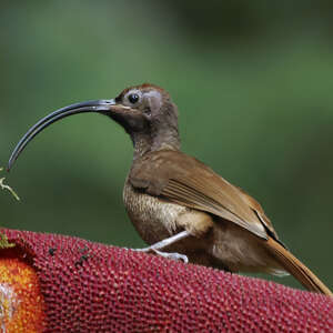 Paradisier d'Albertis