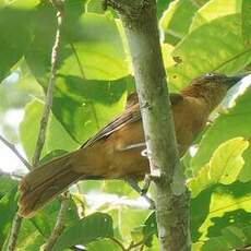 Pitohui rouilleux