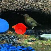 Vogelkop Bowerbird