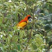 Masked Bowerbird