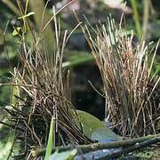 Masked Bowerbird