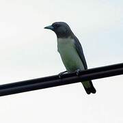 White-breasted Woodswallow