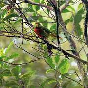 Yellow-billed Lorikeet